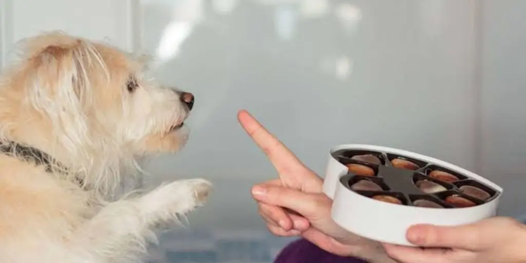 Veterinarian examining a dog after it accidentally ate chocolate while the owner looks concerned | Dog Eats Chocolate