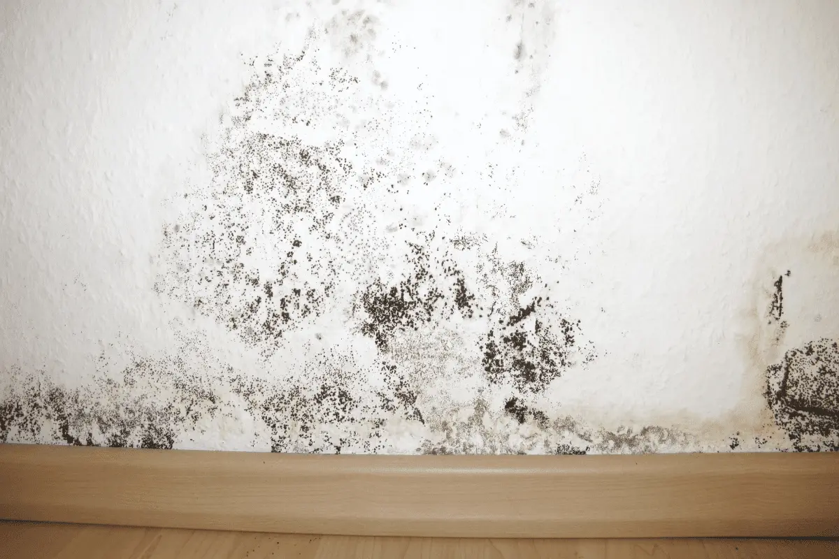 Mold growth on a wall, illustrating the challenges of moisture control in humid climates, relevant to mold and mildew prevention strategies for home exteriors.