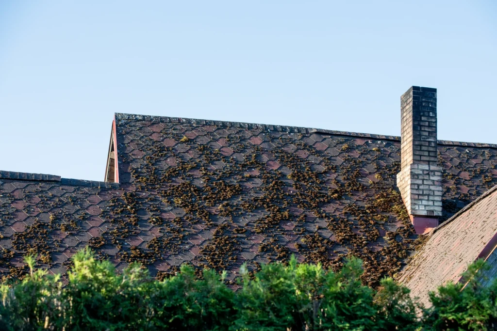 black-algae-on-roof