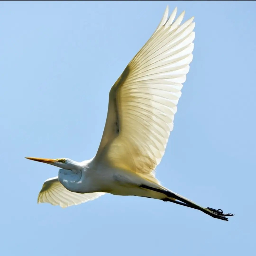 Biodiversity at OAR Parks