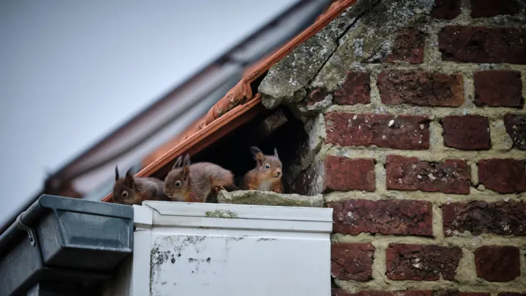 how to keep squirrels off your roof