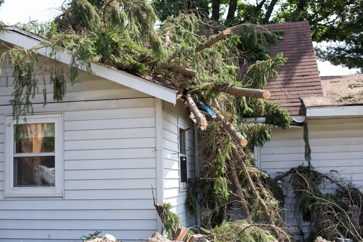 roof storm damage tree fell on roof