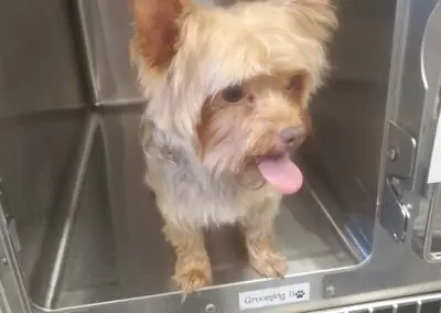 Yorkie Grooming