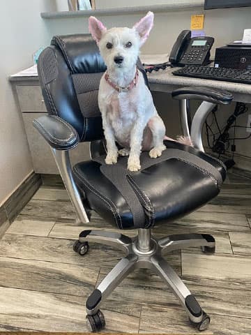 penny paws arlington/mansfield clinic