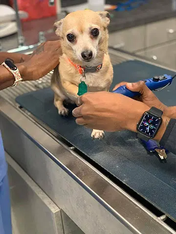 dog nail trim service