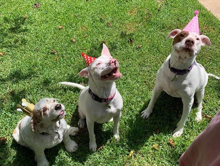 dogs wearing party hats
