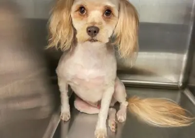 Pet Grooming in Texas