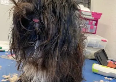 Shih Tzu grooming