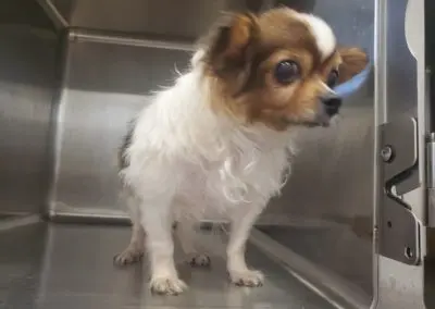 Pet Grooming in Texas