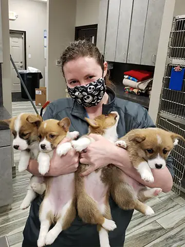 puppies at penny paws animal clinic