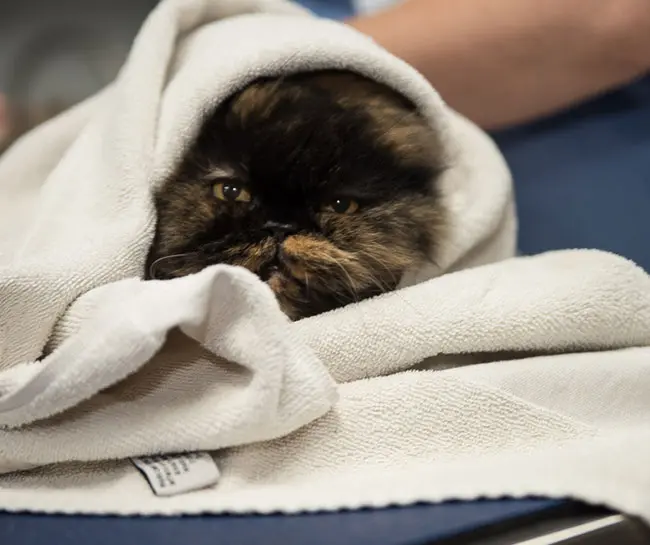 Penny Paws Animal Hospital - Arlington