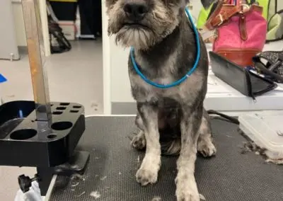 Pet Grooming in Texas