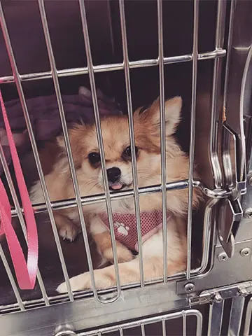 puppy in kennel