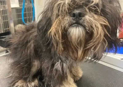 Pet Grooming in Texas
