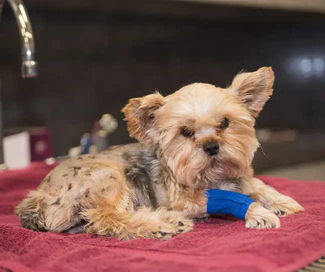 Penny Paws Animal Hospital - Arlington