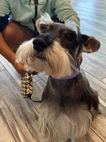 patient at arlington/mansfield penny paws