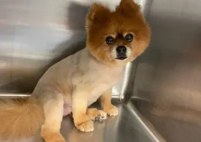 Pomeranian grooming