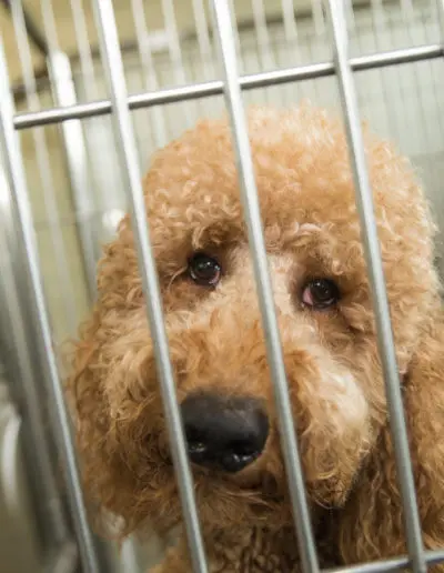 dog in crate
