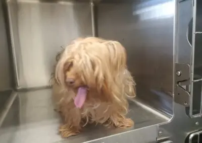 Penny Paws Grooming