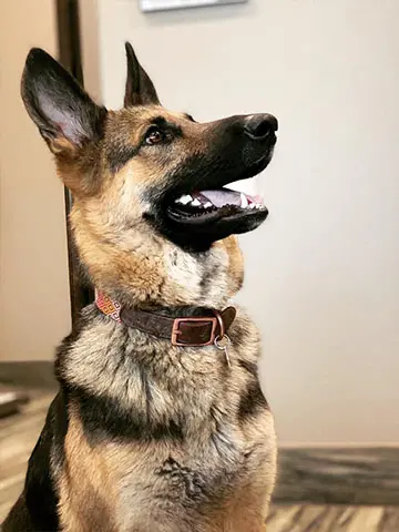 German Shepard penny paws