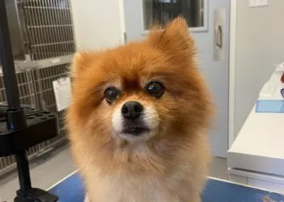 Pomeranian grooming
