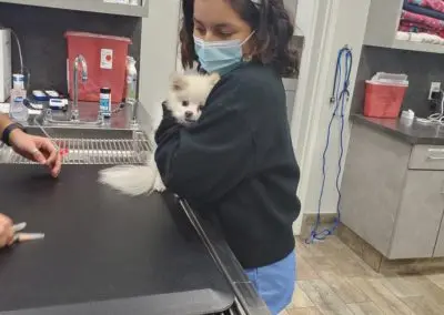 Penny Paws Grand Prairie Texas