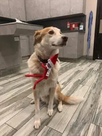 arlington/mansfield penny paws pet exam