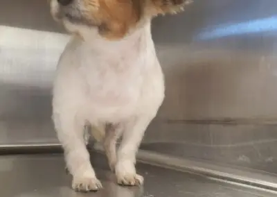 Pet Grooming in Texas