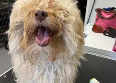 Pet Grooming in Texas