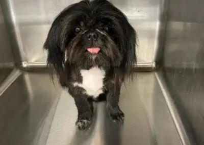 Shih Tzu Grooming