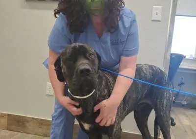 Penny Paws Grand Prairie Texas