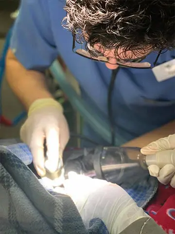 pet surgery service