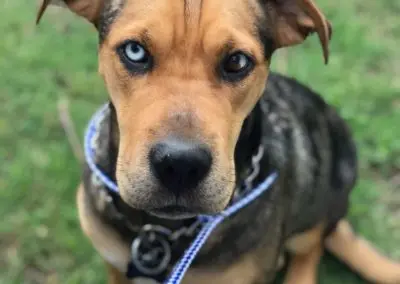 Axel the puppy