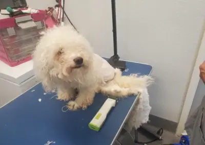 Pet Grooming in Texas