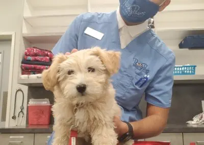 Vet visit stress