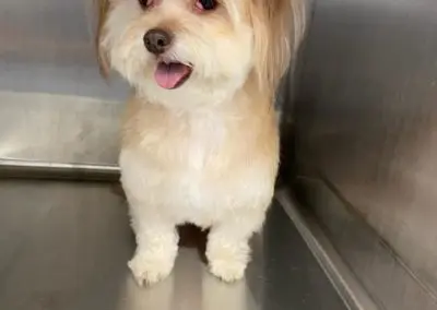 Penny Paws Grooming