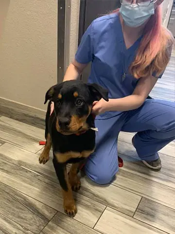 arlington/mansfield penny paws pet exam