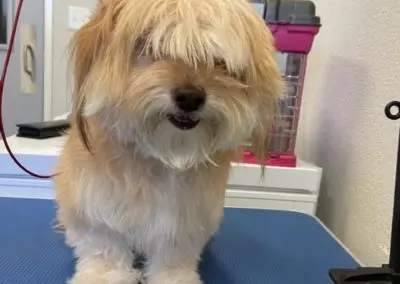 Penny Paws Grooming