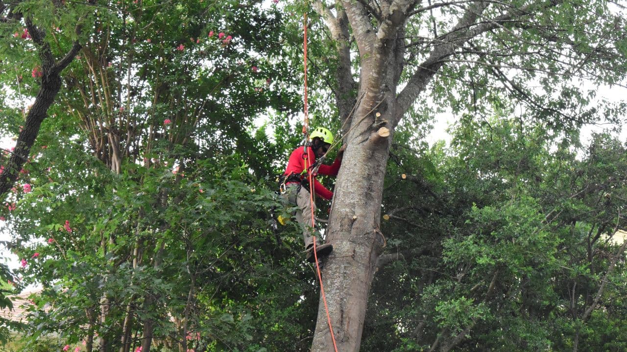 Man with safety ropes climbing to top of tree for pruning