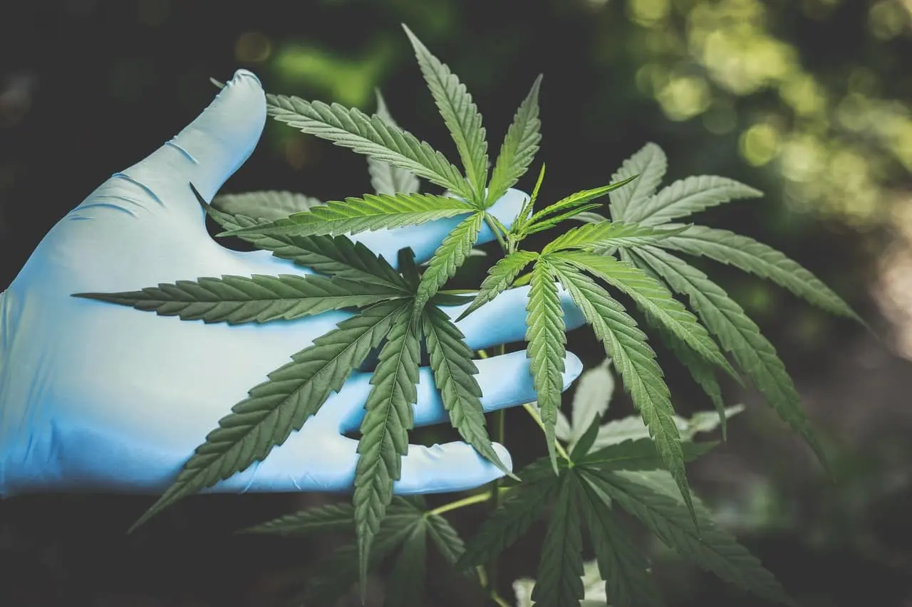marijuana law pennsylvania, Expert Drug Offense Lawyers in McKees Rocks