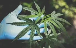 marijuana law pennsylvania, Expert Drug Offense Lawyers in McKees Rocks