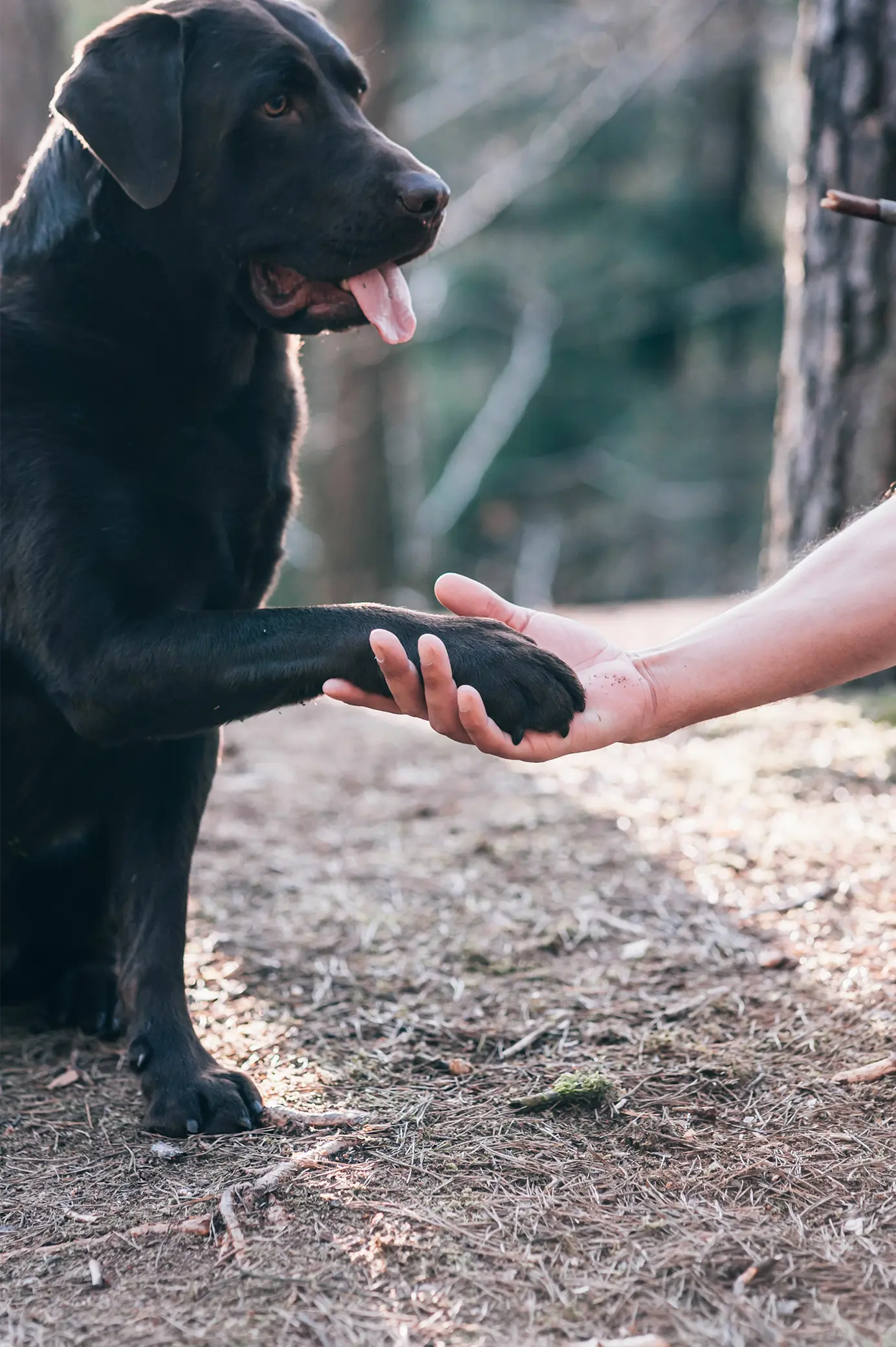 pets-travel-image