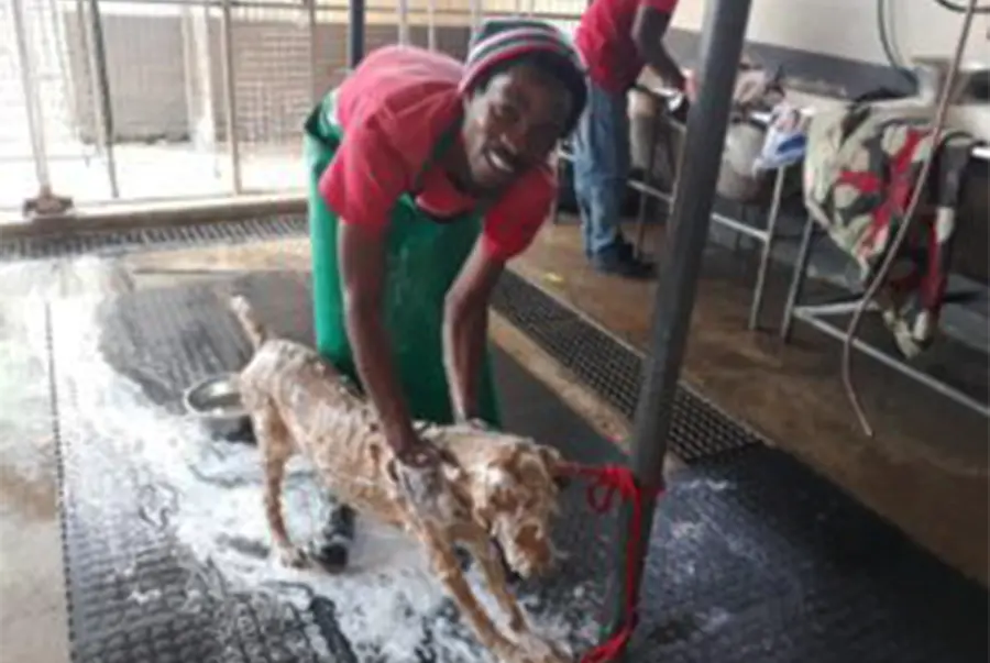 man washing dog