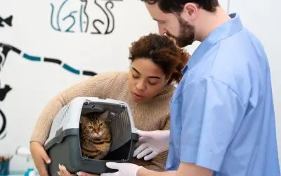 A Day in the Life of a Pet Transport Specialist