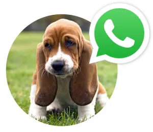 whatsapp-1-1
