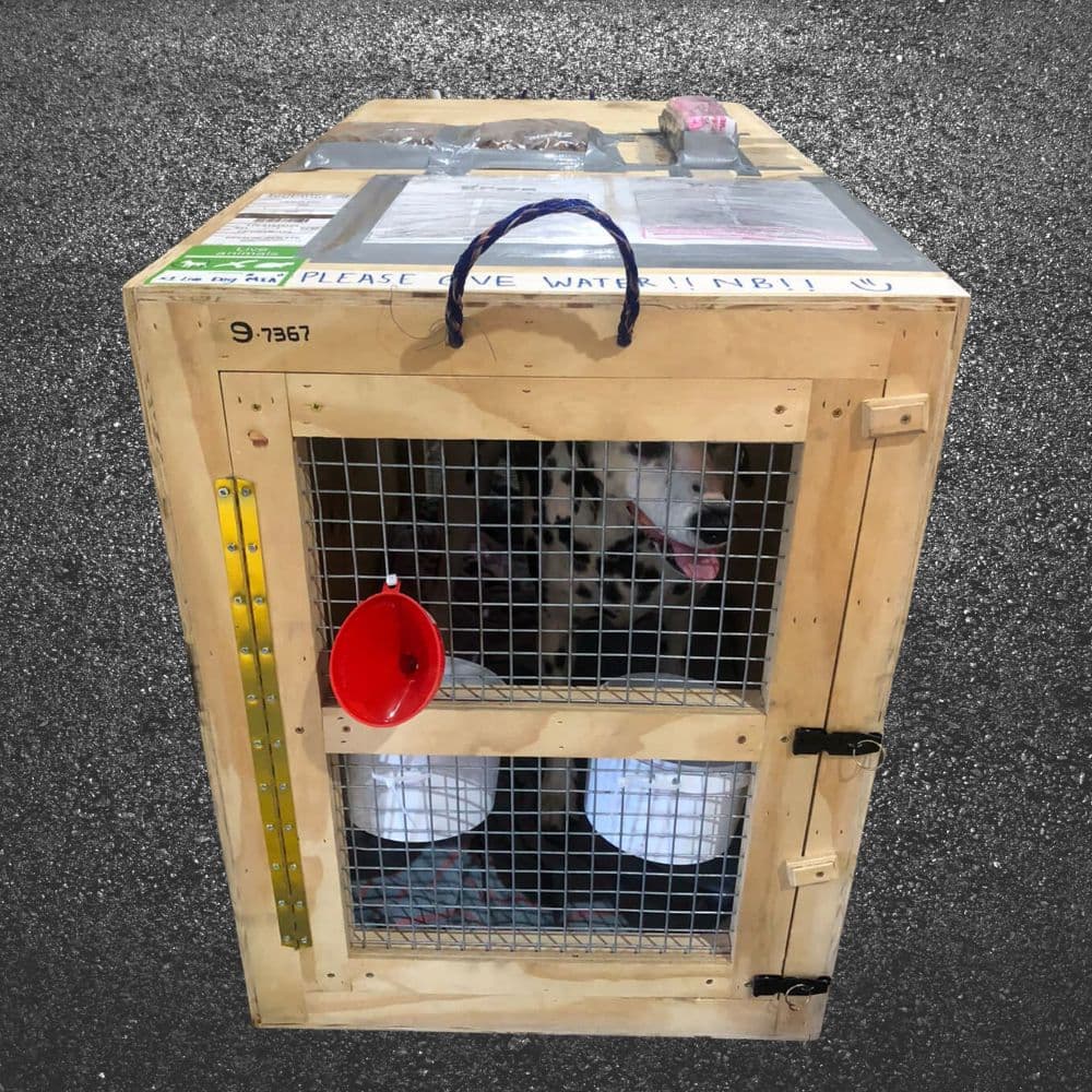 pets-travel-image