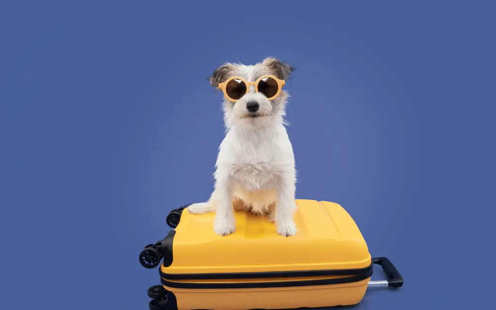 Small dog wearing sunglasses sitting on a bright yellow suitcase against a blue background, symbolizing luxury pet travel.