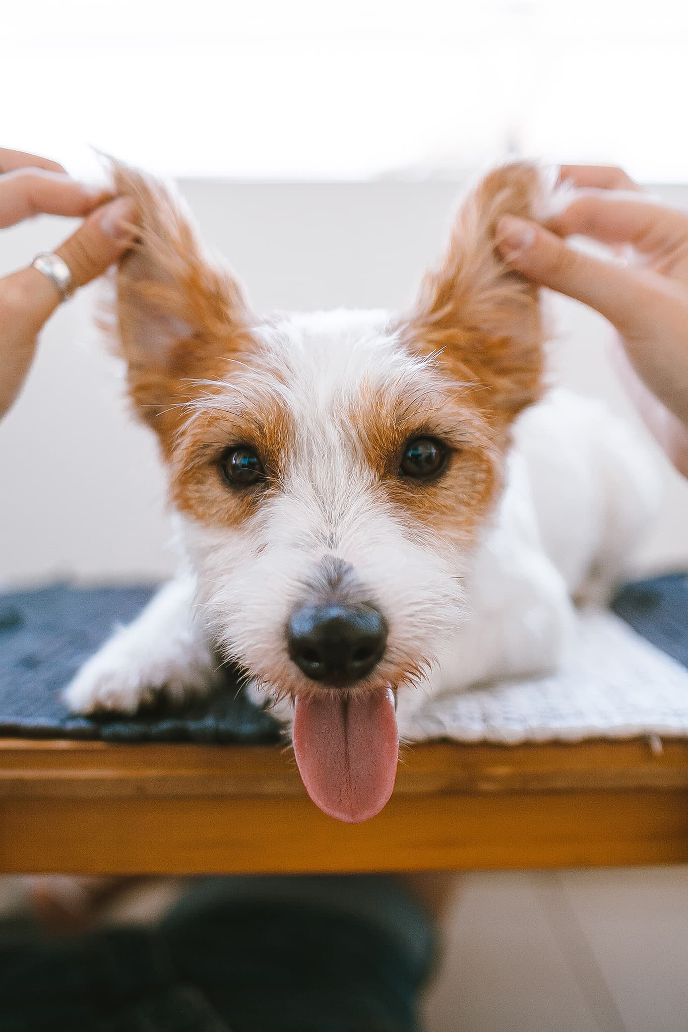 pets-travel-image