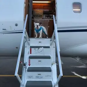 pet-travel