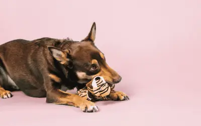 How your stress influences your dog’s behaviour